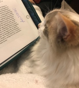 A cat lounges on a bed, engaged in reading a book, with its eyes fixed on the pages.